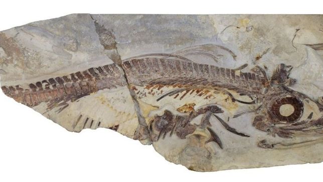 investigadores de la plata encuentran dos reptiles que vivieron hace 90 millones de anos