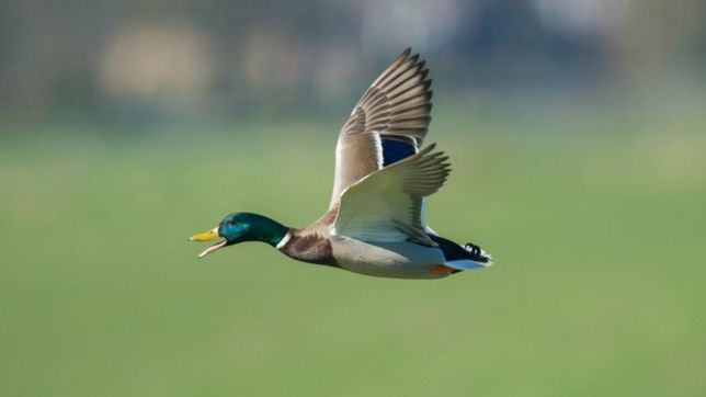 el senasa detecto el segundo caso de gripe aviar en argentina