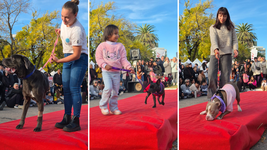 mas de 120 animales participaron de un colorido desfile de mascotas en plaza azcuenaga mas de 120 animales participaron de un colorido desfile de mascotas en plaza azcuenaga