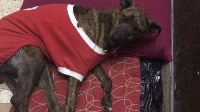 salvaje: con una escopeta, salia a cazar perros por placer en un campo de la plata