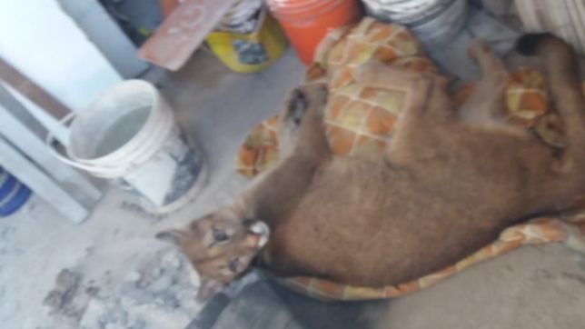hallaron un puma en un galpon de la plata que habia sido robado de la ecas