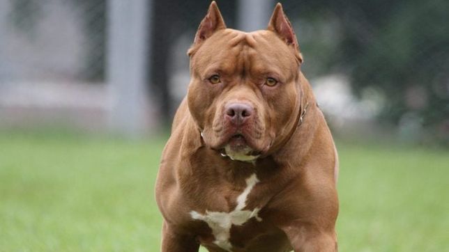 un pitbull ataco a un nene y su mascota se sacrifico para salvarlo