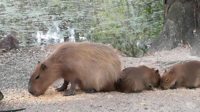nacieron dos carpinchos que van a vivir en el bioparque