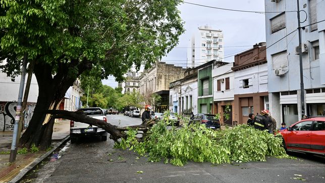 arboles caidos, postes en riesgo y calles anegadas: asi afecto la tormenta a la plata y la region