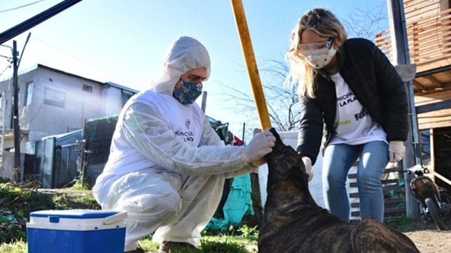 la municipalidad reforzo los operativos puerta a puerta para vacunar a las mascotas