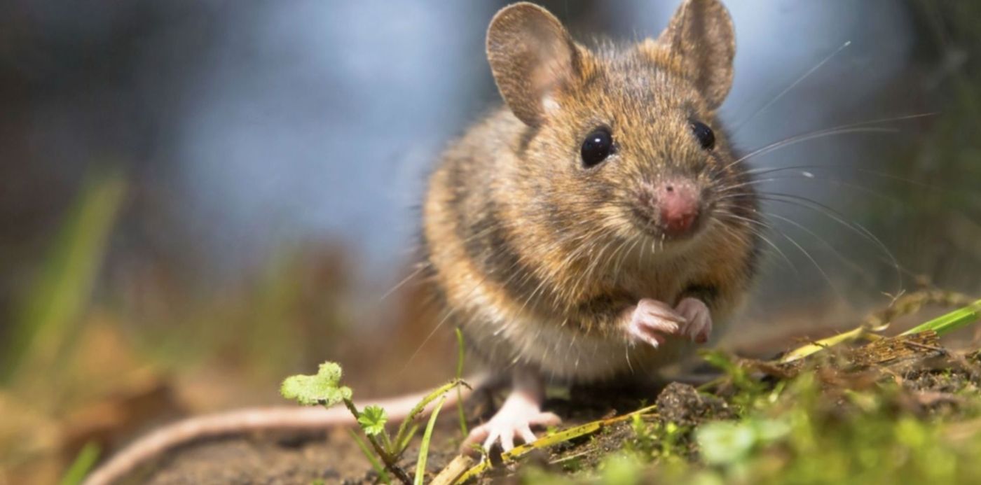 1547791820328.jpg?x=19&y=205&width=1470&height=735&rotate=0&scaleX=1&scaleY=1&ow=1500&oh=1123&&cw=1920&ch=950