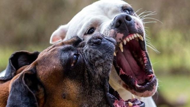 murio una docente que fue atacada por sus dos perros cuando les daba de comer