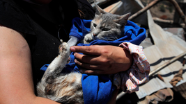 la app creada en la plata para buscar mascotas perdidas ya se usa la zona de los incendios la app creada en la plata para buscar mascotas perdidas ya se usa la zona de los incendios