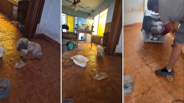 desbaratan un criadero clandestino en san carlos y rescatan mas de 20 perros