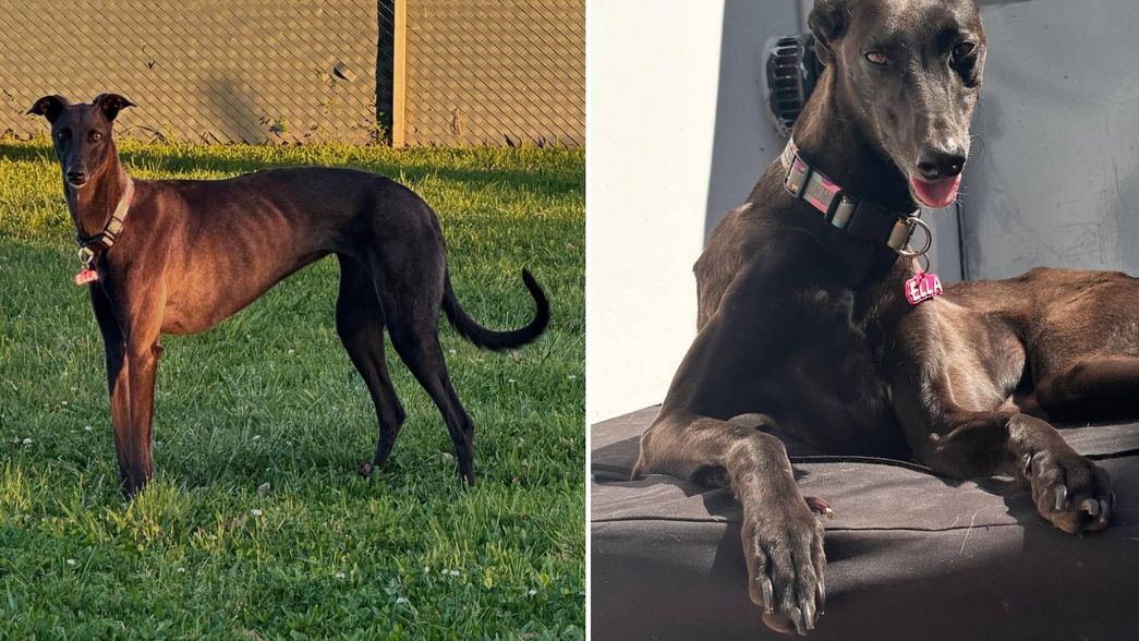 Le robaron la perra, pero el caso se viralizó, el ladrón se la devolvió y hubo un conmovedor reencuentro