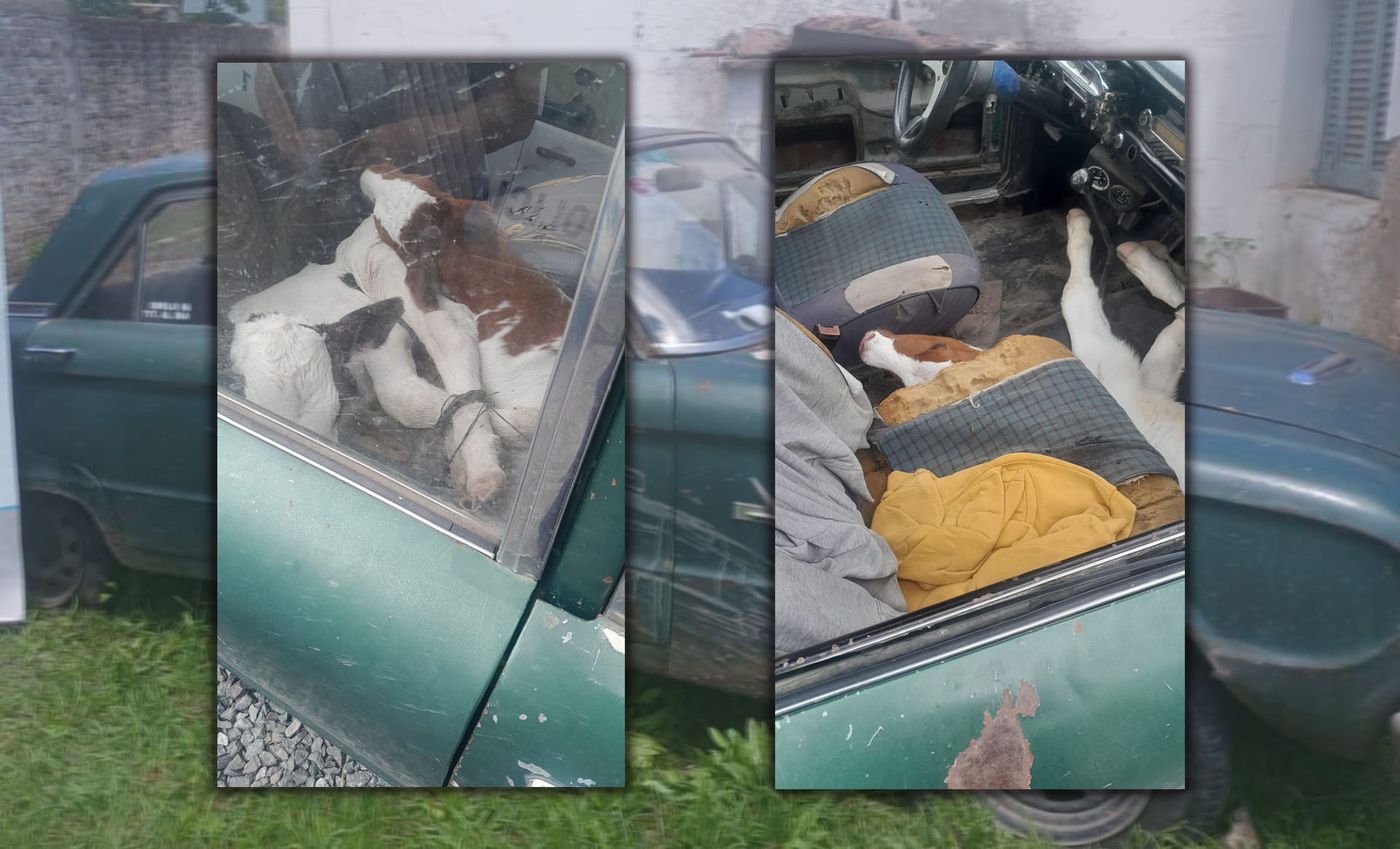 TERNEROS EN EL FALCÓN.jpg