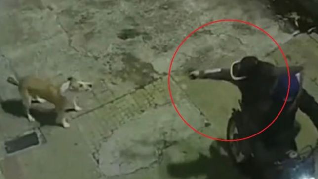 video: perro heroe salvo a su dueno de un ataque motochorro en la plata