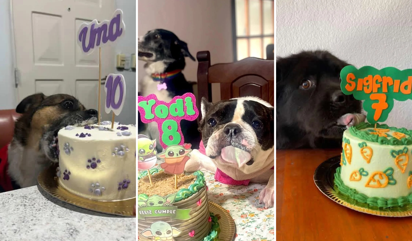 Tortas para mascotas