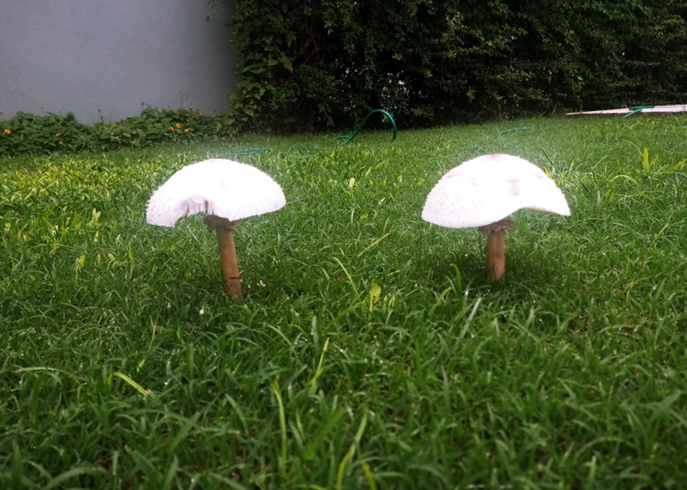 HONGos en la plata.PNG