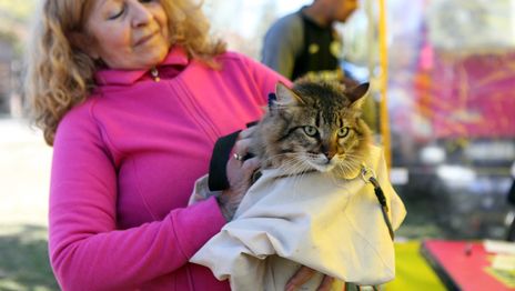 Llegan jornadas de vacunación veterinaria gratuita a Villa Elvira Llegan jornadas de vacunación veterinaria gratuita a Villa Elvira