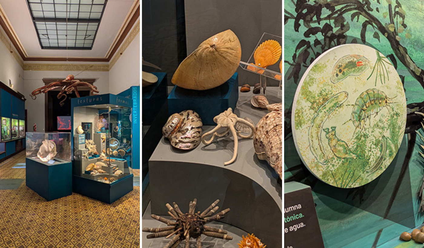 Museo de La Plata invertebrados