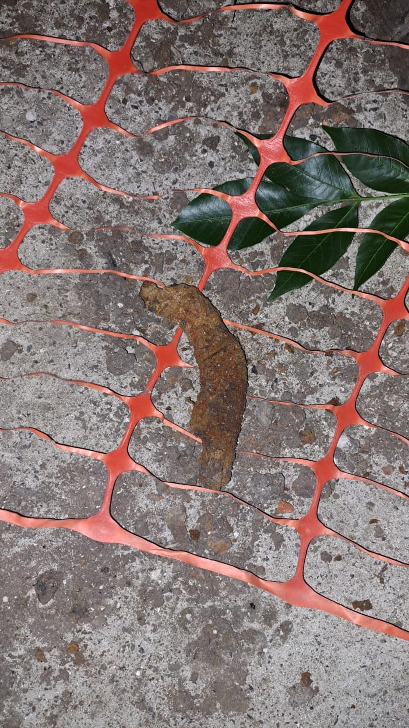 El fragmento de herradura encontrado en el lugar genera dudas sobre la procedencia de los huesos