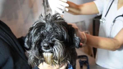 Desvalijaron a una veterinaria de La Plata mientras atendía mascotas en su trabajo