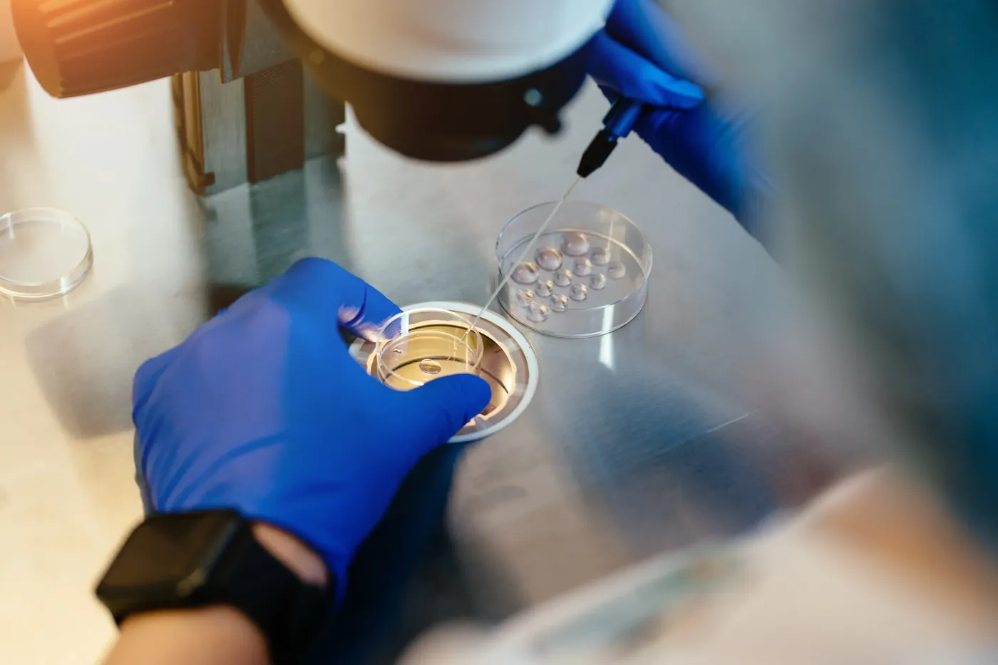 Fertilización asistida