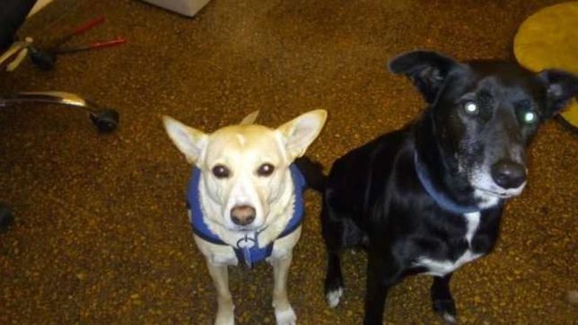 la historia viral del perro que camina ocho kilometros todos los dias para ver a su amada