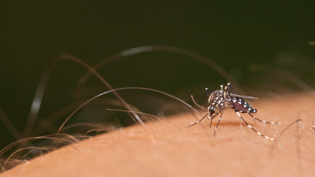 Significativa baja en la curva de casos de dengue en La Plata