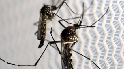 Preocupa la suba de casos de dengue y chikunguya: ¿a qué síntomas hay que estar alerta?