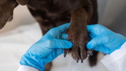 Simuló comprar medicamentos para su perro y terminó asaltando una veterinaria de La Plata