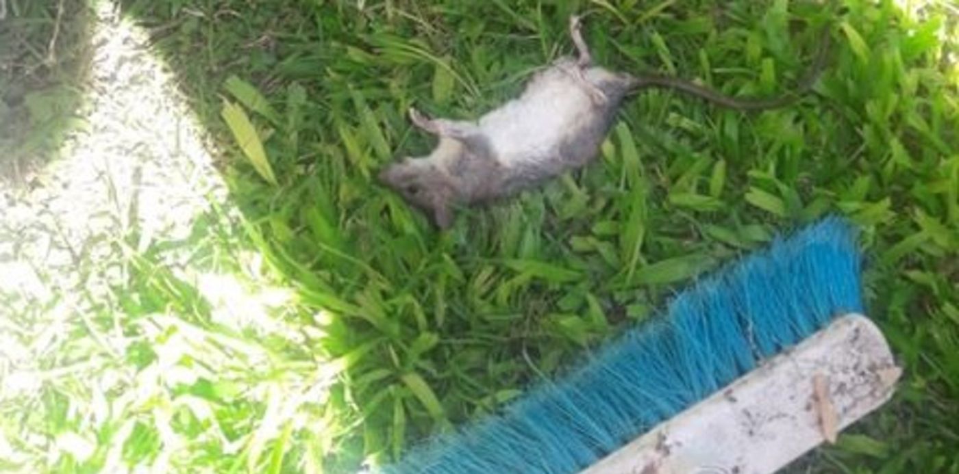 1547999046406.jpg?rotate=0&ow=480&y=328&height=240&scaleX=1&scaleY=1&oh=645&x=3&width=481&&cw=1920&ch=950