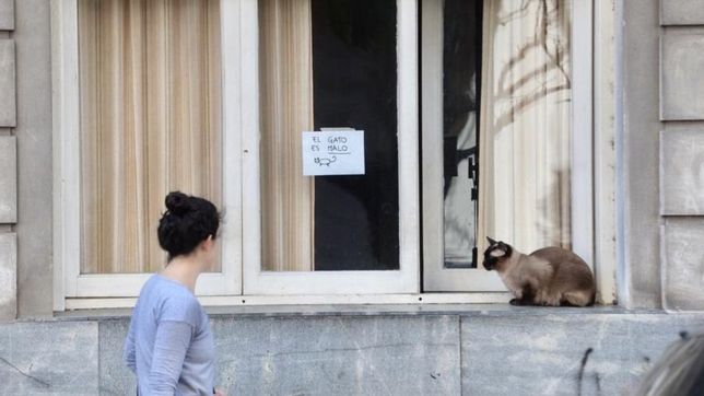 la misteriosa gata que atemoriza a los vecinos y a la propia vidal en el centro platense