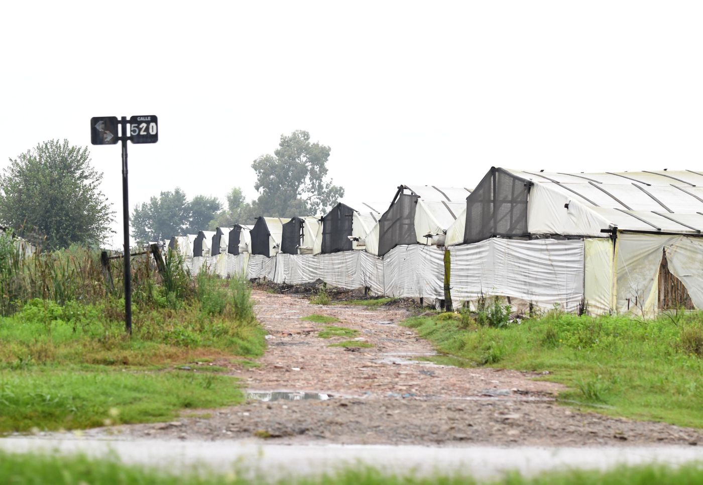 Quintas quinteros cordón frutihortícola invernáculos(14).jpg