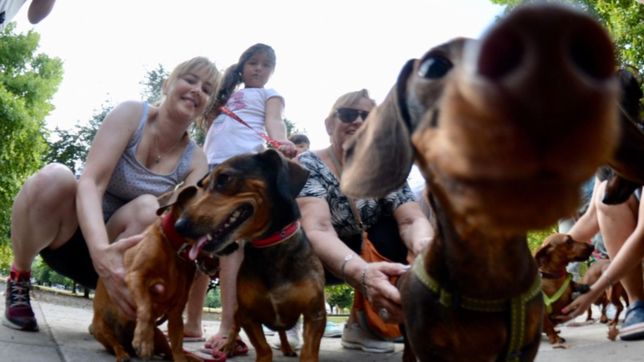las plazas de la plata tendran un lugar para perros y expendedoras de bolsas para la caca