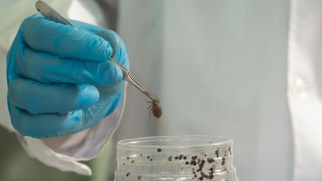 la unlp desarrollo un insecticida contra especies chupasangre que no dana el medioambiente