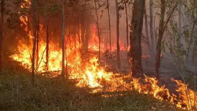 videos: fuego y tension en medio de un impactante incendio forestal en la plata