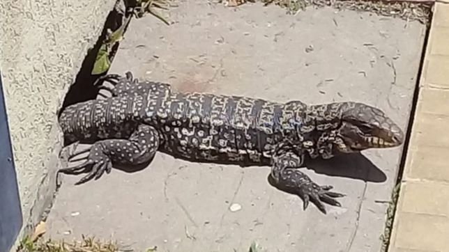hay un lagarto que se pasea por las calles de tolosa y los vecinos piden ayuda