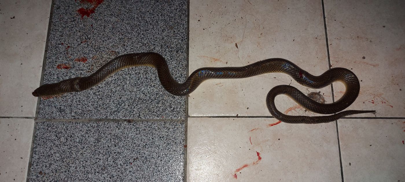 Culebra del Pastizal en San Carlos.jpg