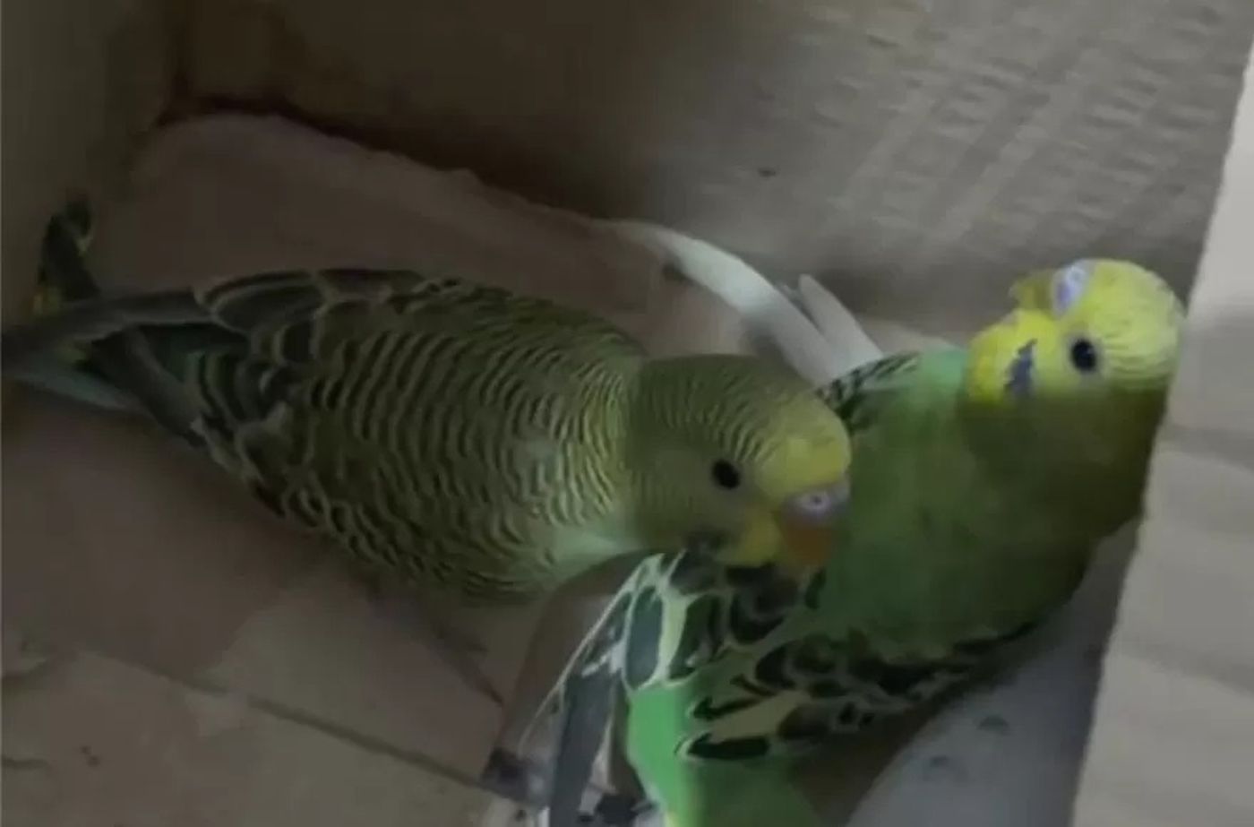 Rescataron aves, un conejo y pollitos que eran vendidos ilegalmente en la calle por tres hombres en Berisso