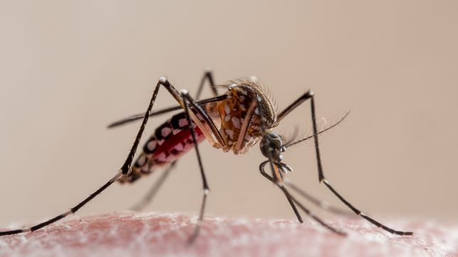 dengue en argentina: confirman 315.000 casos y 238 muertes