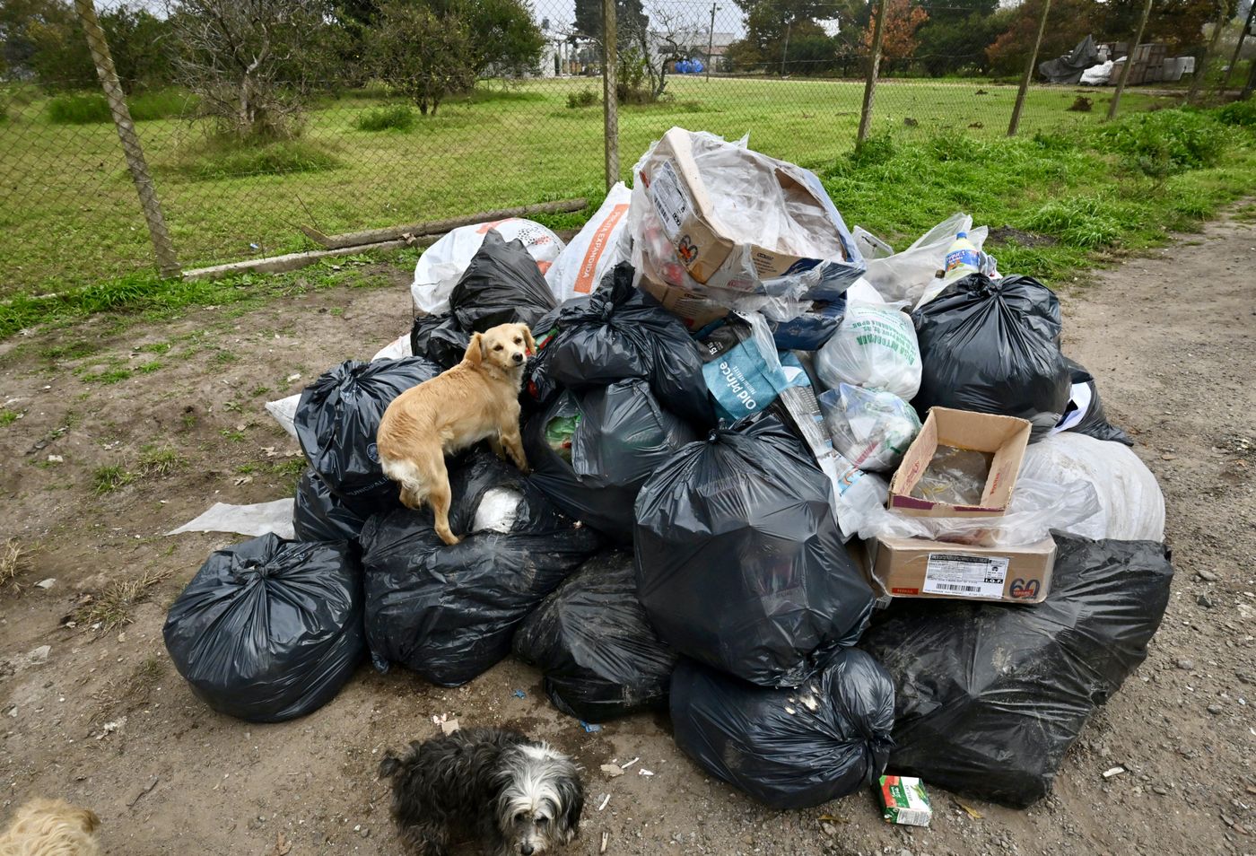 Basura Colonia Urquiza (1)