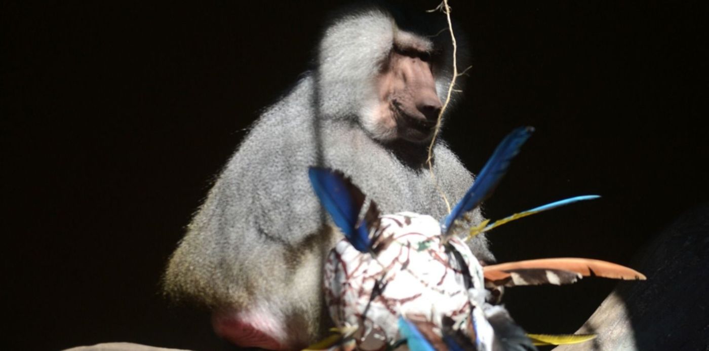 Dia del animal- enriquecimiento Bioparque