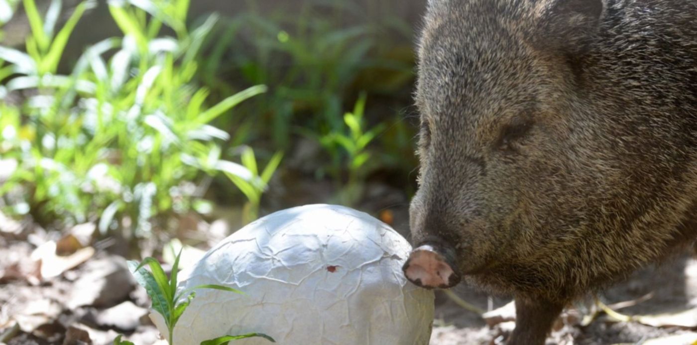 1677615690309.jpg?x=10&y=59&width=1480&height=740&rotate=0&scaleX=1&scaleY=1&ow=1500&oh=998&&cw=1920&ch=950