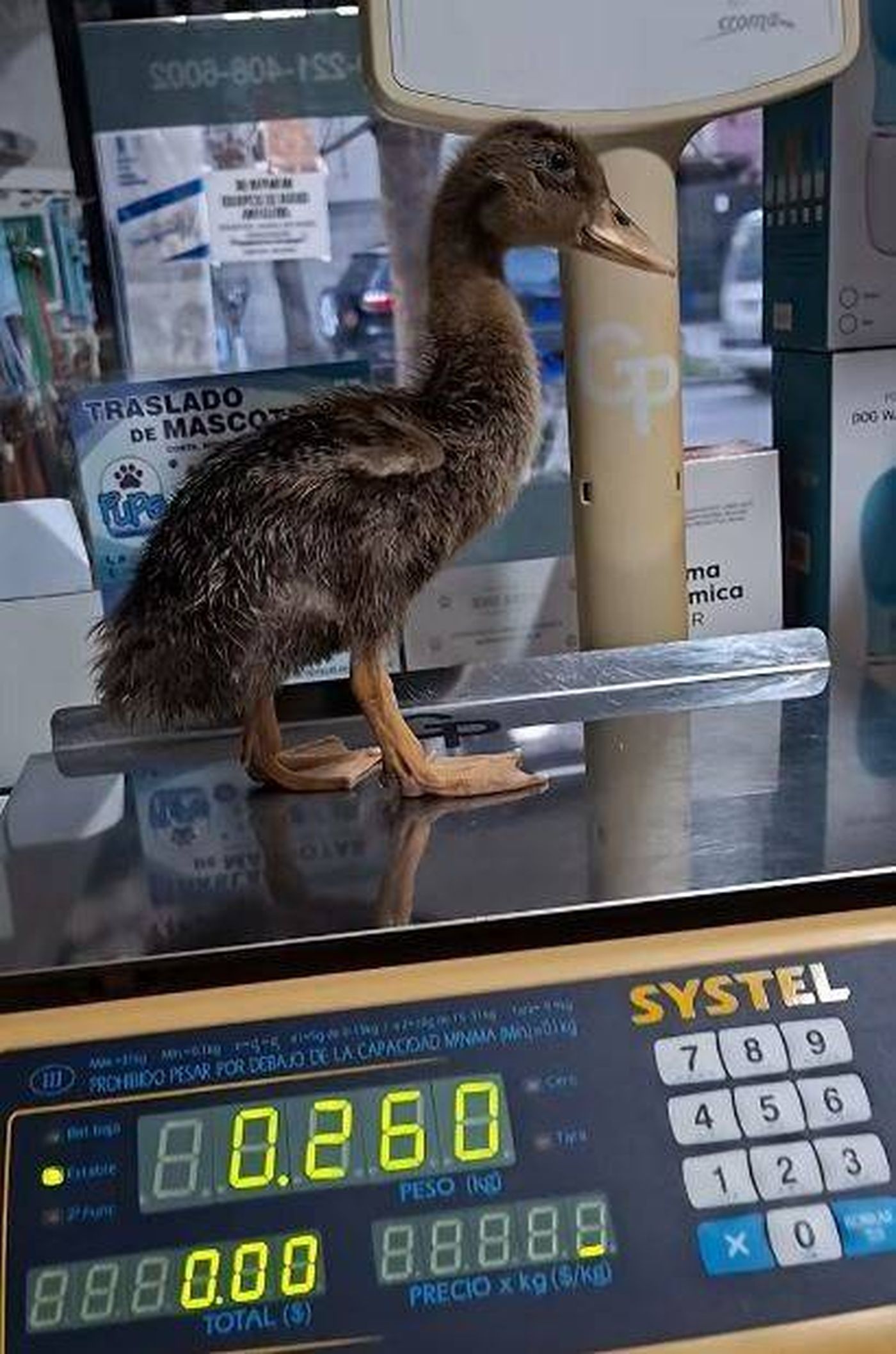 Uno de los dos patos rescatados en el operativo realizado en La Plata