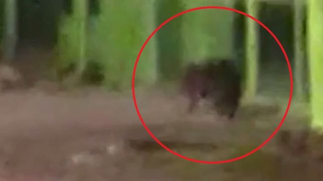 video: un carpincho aparecio en un barrio de la plata y un vecino lo filmo