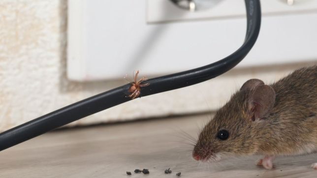 ¿cuales son las zonas de la plata que mas riesgo corren por el brote de hantavirus?