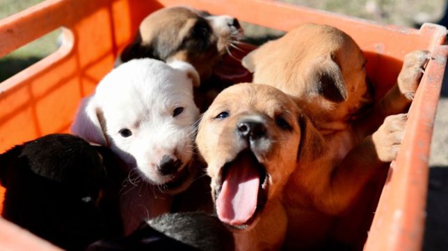 una ocurrente campana une a messi y las mascotas contra la pirotecnia en la plata