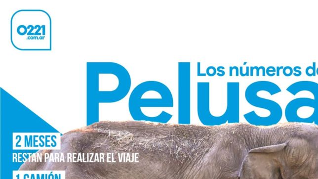 un incidente con la elefanta pelusa genero alarma en el zoo de la plata