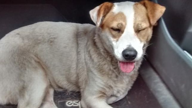 salio de la plata por un tramite, se le subio una perra al auto y busca a sus duenos