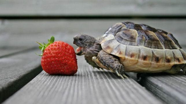 una platense salvo a su tortuga y la moraleja de su historia abrio el debate en las redes