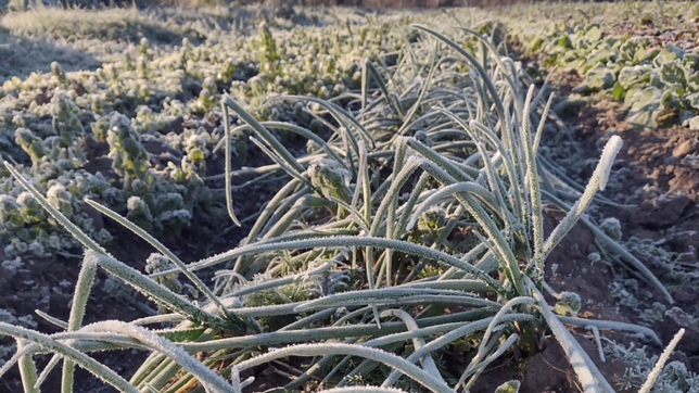 las heladas hicieron disparar los precios de las frutas y verduras y se vienen mas aumentos
