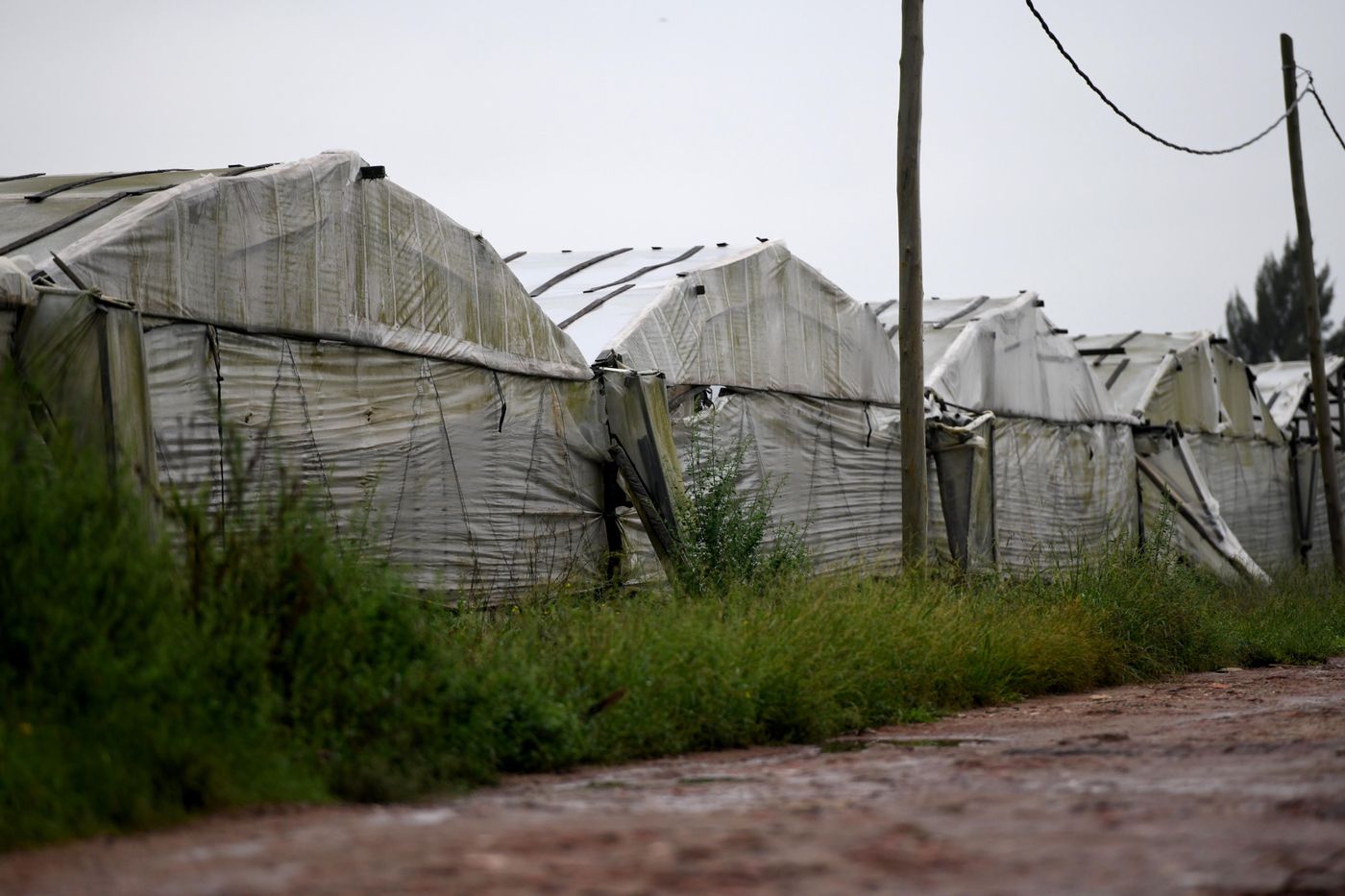 Quintas quinteros cordón frutihortícola invernáculos(17).jpg