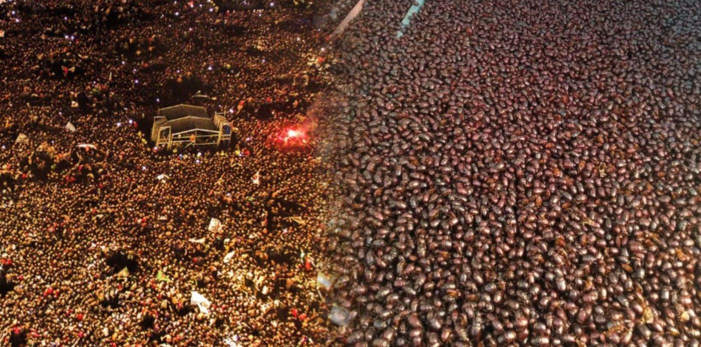 tuit - viral - cascarudos - indio solari